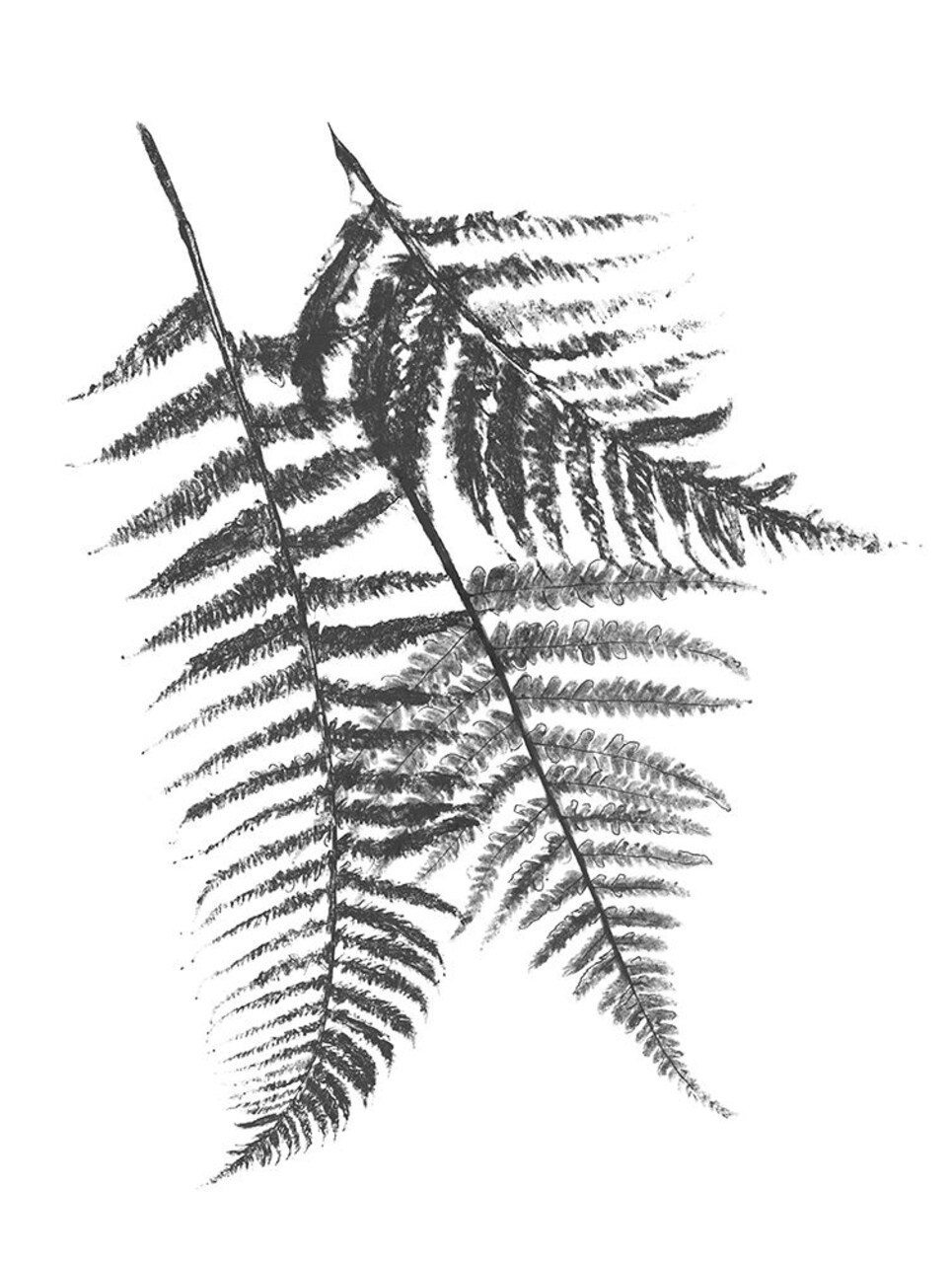 Monochromatic Ferns 2 Poster Print by Jace Grey - Item # VARPDXJGRC667B